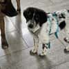 Loki sucht ein Zuhause