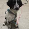 Loki sucht ein Zuhause