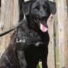 Lea