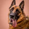 Bentley  intelligenter Schäferhund mit Power und Herz