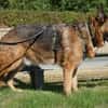 Bentley  intelligenter Schäferhund mit Power und Herz