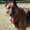Bentley  intelligenter Schäferhund mit Power und Herz