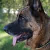 Bentley  intelligenter Schäferhund mit Power und Herz