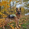 Bentley  intelligenter Schäferhund mit Power und Herz