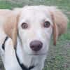 Fluffy-Boo, geb. ca. 04/2026, 44651 Herne