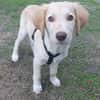Fluffy-Boo, geb. ca. 04/2026, 44651 Herne