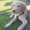 Fluffy-Boo, geb. ca. 04/2026, 44651 Herne