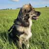 BELLA - soziale Kokoni Mix Hündin sucht