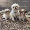 Shih und Tzu