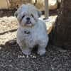 Shih und Tzu