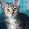 DENISE CHA