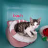 Bouh