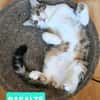 BASALTE FRÈRE DE SILEX À ADOPTER EN DUO OU SEUL SI DÉJÀ UN CHAT PRÉSENT CHEZ VOUS