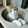 BASALTE FRÈRE DE SILEX À ADOPTER EN DUO OU SEUL SI DÉJÀ UN CHAT PRÉSENT CHEZ VOUS