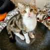 BASALTE FRÈRE DE SILEX À ADOPTER EN DUO OU SEUL SI DÉJÀ UN CHAT PRÉSENT CHEZ VOUS