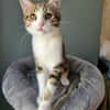 BASALTE FRÈRE DE SILEX À ADOPTER EN DUO OU SEUL SI DÉJÀ UN CHAT PRÉSENT CHEZ VOUS