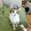 BASALTE FRÈRE DE SILEX À ADOPTER EN DUO OU SEUL SI DÉJÀ UN CHAT PRÉSENT CHEZ VOUS