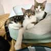 BASALTE FRÈRE DE SILEX À ADOPTER EN DUO OU SEUL SI DÉJÀ UN CHAT PRÉSENT CHEZ VOUS