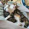 BASALTE FRÈRE DE SILEX À ADOPTER EN DUO OU SEUL SI DÉJÀ UN CHAT PRÉSENT CHEZ VOUS