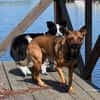 KARIKO * sensibler Charakterhund