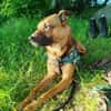 KARIKO * sensibler Charakterhund