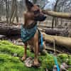 KARIKO * sensibler Charakterhund