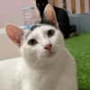 Ying Lustiger gechillter Kater sucht spannendes Zuhause
