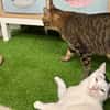 Ying Lustiger gechillter Kater sucht spannendes Zuhause