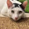 Ying Lustiger gechillter Kater sucht spannendes Zuhause
