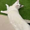 Ying Lustiger gechillter Kater sucht spannendes Zuhause