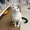 Ying Lustiger gechillter Kater sucht spannendes Zuhause