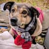 Mokka ist ein verschmuster Seelenhund!