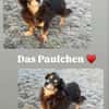 Paulchen sucht seinen Altersruhesitz