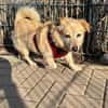 Kleiner Noah sucht liebevolles Zuhause