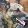 Petunia - dringend Zuhause gesucht