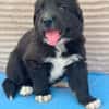Welpe Fridolin sucht seine Familie