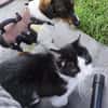 Katzenfreundlicher Welpe Krümel sucht ein aktives Zuhause