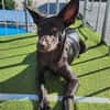 🐾 Ria sucht ihre Menschen