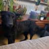 🐾❤ Blacky sucht ihre Menschen! ❤🐾
