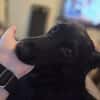 🐾❤ Blacky sucht ihre Menschen! ❤🐾