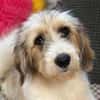 Welpe Rike sucht ihre Familie