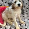 Welpe Rike sucht ihre Familie