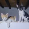 Missy und Molly suchen zu zweit