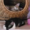 Missy und Molly suchen zu zweit