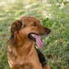 AKASCHA  Herzenshund sucht endlich sein Zuhause