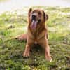 AKASCHA  Herzenshund sucht endlich sein Zuhause