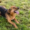 AKASCHA  Herzenshund sucht endlich sein Zuhause