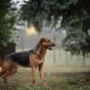 AKASCHA  Herzenshund sucht endlich sein Zuhause
