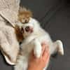 kleine Zaubermaus Foxy sucht ihr Glück