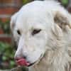 Tibia  eine Maremmano-Hündin sucht ihr passendes Zuhause